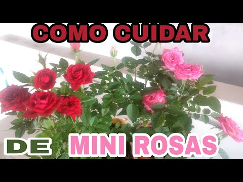 Vídeo: Cultivando rosas em miniatura em recipientes: cuidando de rosas em miniatura de recipiente
