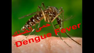 dengue fever.. حمى الضنك  ...اشترك بالقناة