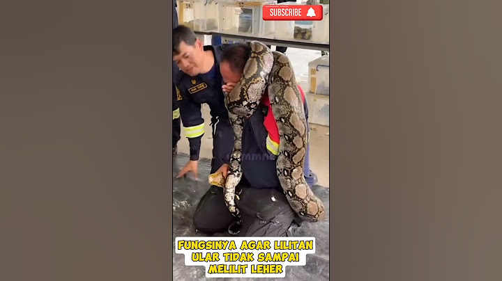 Cara Melepaskan diri dari Lilitan Ular piton