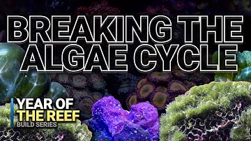 Break the Algae Cycle in Your Reef Tank | Year of the Reef Ep. 21