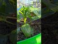 शिमला मिर्च के पौधे मे ये गलती न करे #shimlamirch #shorts #gardening #khetibadi