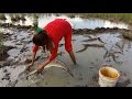 Amazing fishing at Battambang - people fishing in Cambodia - How to Catches fish (Part 130)