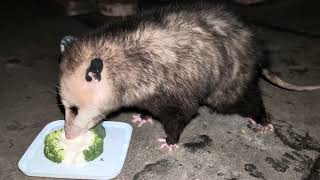 Opossum Eating Sour Cream