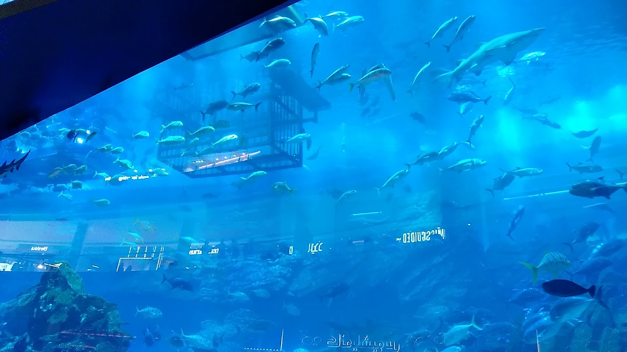 аквариум в Дубай-молл - YouTube