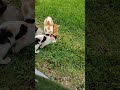 A family of cats 😺