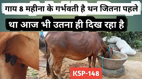 गाय 8 महीना के गर्भवती है थन बड़ा नहीं हो रहा हैं || pregnant cow || garbhvati gaay than || KSP -148