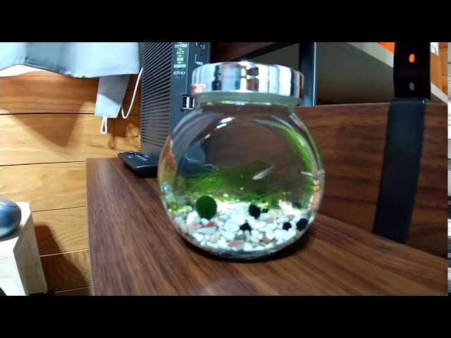 私の小さなアクアリウム アカヒレボトルセット マリモとウィローモス Youtube 私の小さなアクアリウム アカヒレボトルセット マリモとウィローモス Youtube