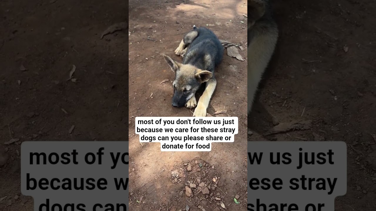 Help me raise funds for dog food 🔗Link in our bio) 