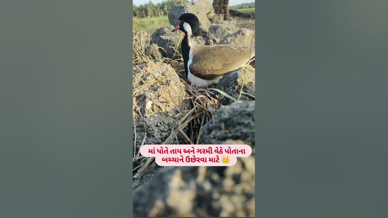 titodi (ટીટોડી) - YouTube