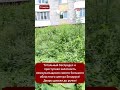 Двор в Гомеле шокировал сеть! Трава по пояс и люки из подручных материалов!  #новости #viral #видео