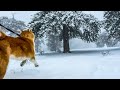 Aimi&rsquo;s Paradise - Taking a Walk in the Troodos Mountains with my Akita Inu