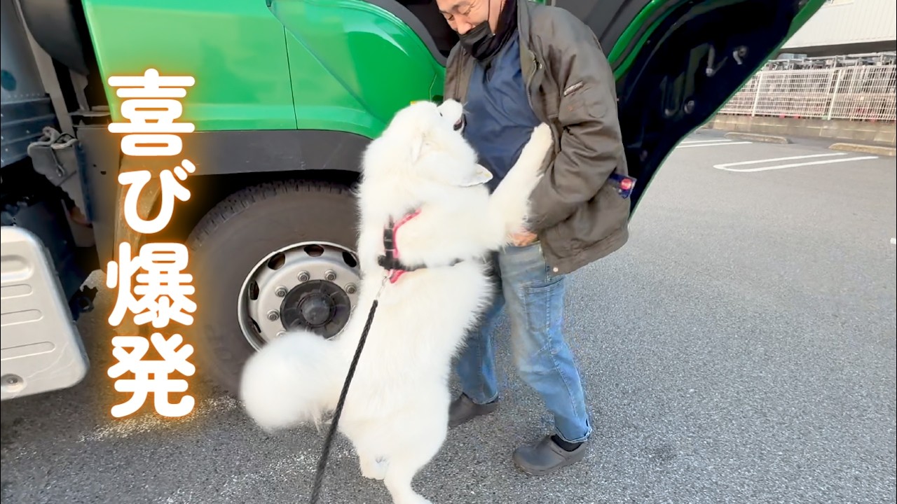 とろろ犬　エメラルド Japanese Samoyed reunited with his grandfather after two