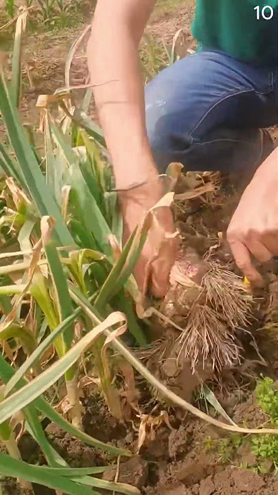 cara cerdas petani menggali tanaman bawang dengan alat unik #shorts