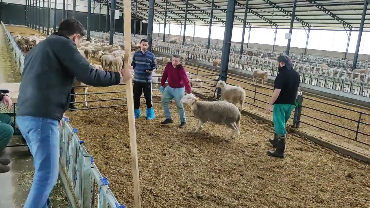 Elde Sıfat Koç Katım İşlemi