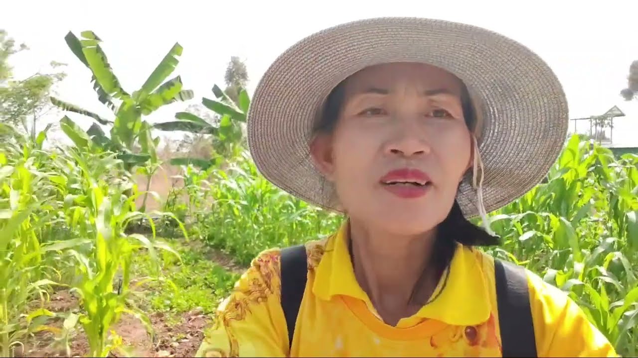 มาติดสปริงเกอร์ใส่สวนข้าวโพด