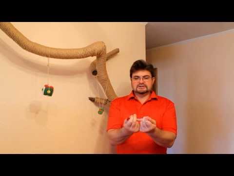 Как одеть ошейник на кошку