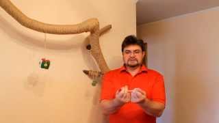 Как одеть ошейник на кошку Как одеть ошейник на кошку