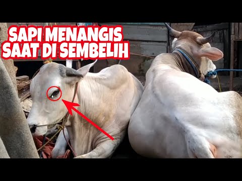 SAPI INI MENANGIS KETIKA AKAN DISEMBELIH MENJADI HEWAN QURBAN!!!