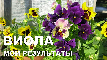 Выращивание ВИОЛЫ. 2. Высадка рассады в горшки, ящики и на грядки. Цветение // Growing viola. 2.