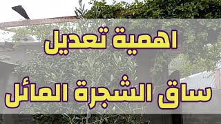 اهمية تعديل ساق الشجرة المائل