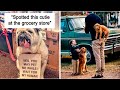 The Best Dog Photos Posts To Make Your Day Better | Memes Time