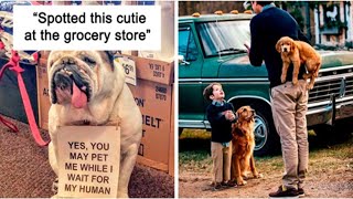 The Best Dog Photos Posts To Make Your Day Better | Memes Time