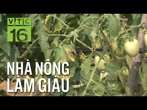 Video: Sâu bệnh hại cà chua thường gặp