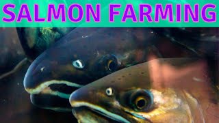 Behind the Scenes of Salmon Fish Farming, California's Nimbus Fish Hatchery