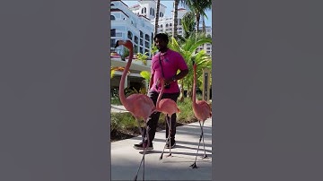 Pink Flamingos Walking #shorts