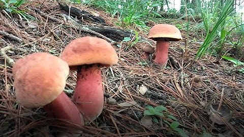 Hái nấm rừng, các loại nấm rừng ăn được | mushroom in forest