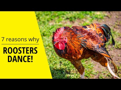 Why Roosters Dance