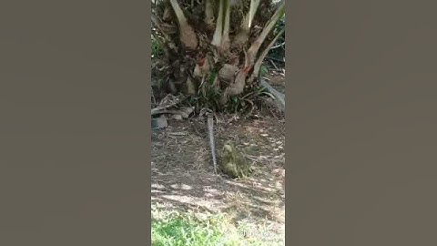 penampakan ular putih king kobra di kebun kelapa sawit kalimantan