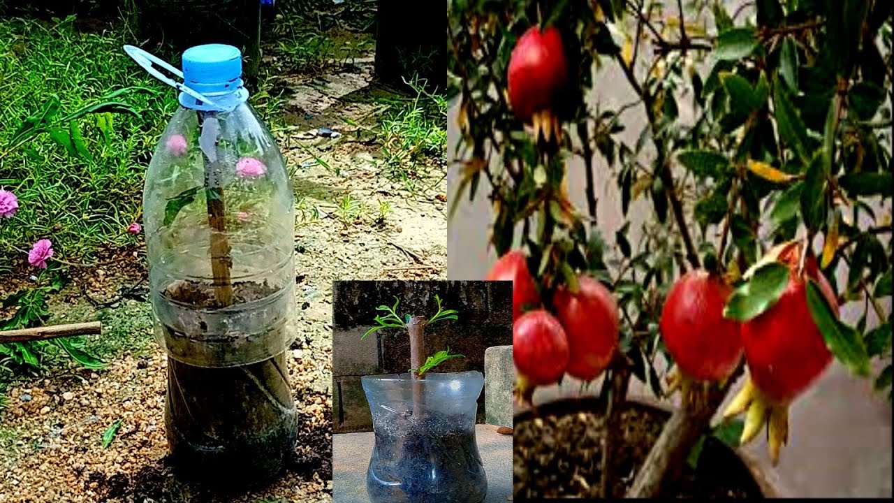 How to prune pomegranate branches to grow roots without hormones - YouTube