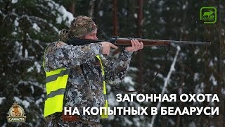 Загонная охота на копытных в Беларуси Загонная охота на копытных в Беларуси