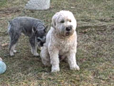 baxter and gus, wheaton and schnauzer buddies