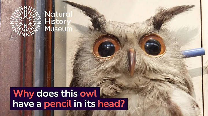 Do owls have ears? | Natural History Museum - DayDayNews