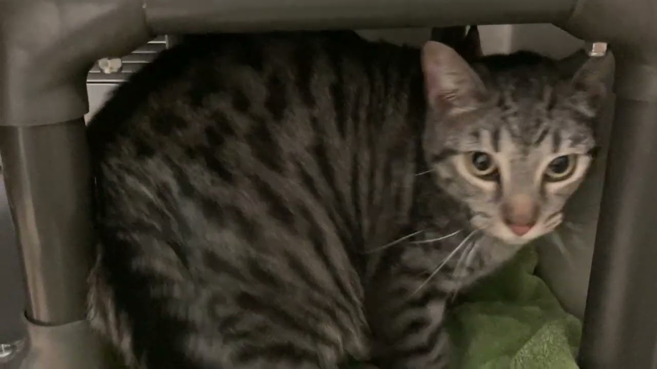 BVCM 001962 De todo un poco Nº 12 Curso 2009/2010. Programa de  Enriquecimiento Educativo. Comunidad de Madrid. Viajes en el tie, image size:1280x720