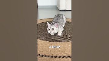 Why Cats Chase Laser Pointers — The Science Behind the Red Dot Obsession 😹🔴