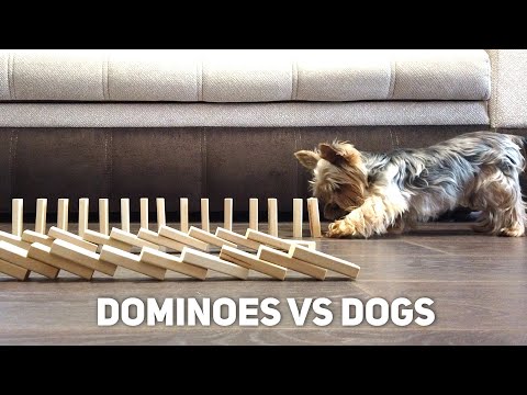 THE DOG KNOCKS DOWN THE DOMINOES!