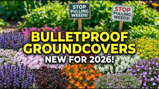 Stop Pulling Weeds! Plant These 7 New Groundcovers in 2026