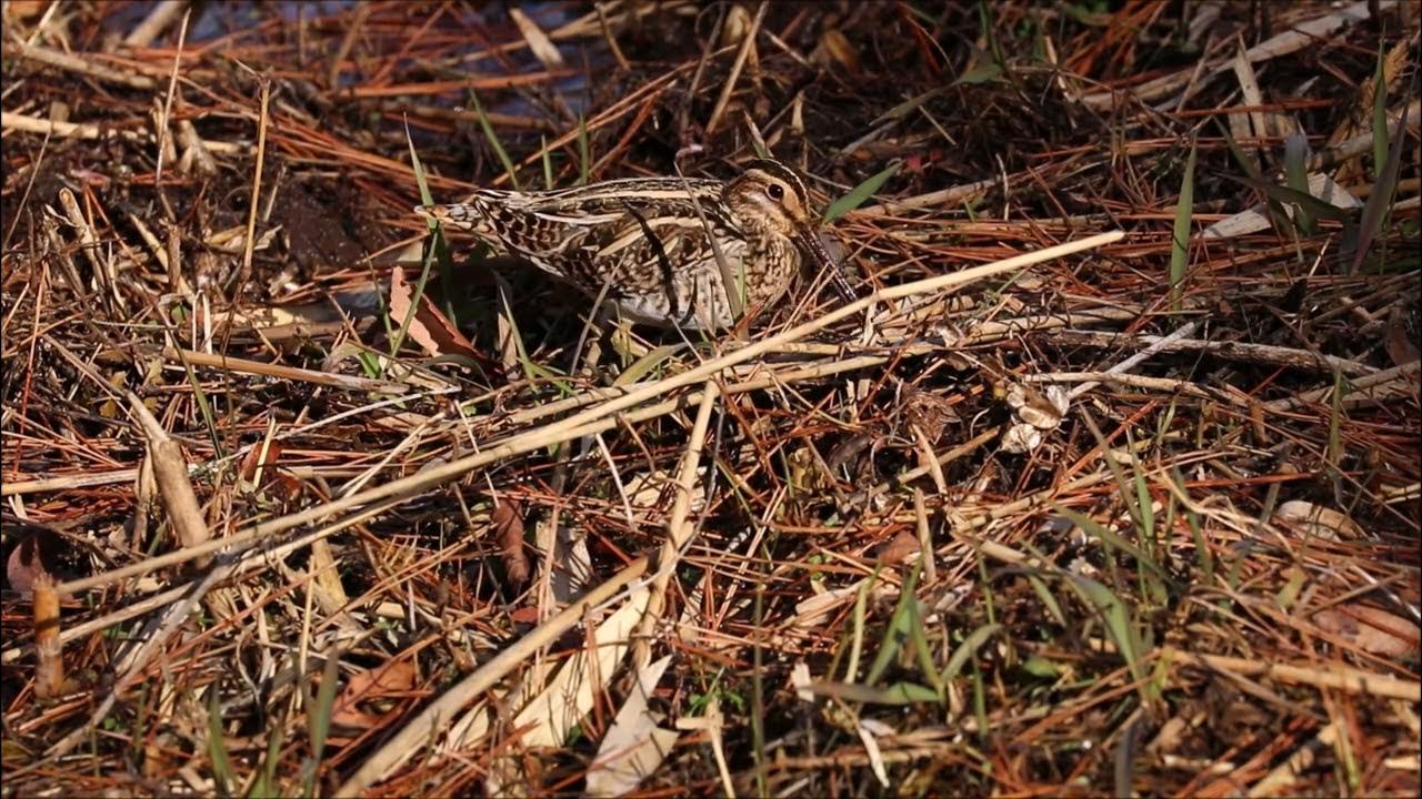 Жучок блошачок. Цветок пальма цикас. Равнокрылые цикадовые. Саранча и кузнечик. Кузнечик мормон.