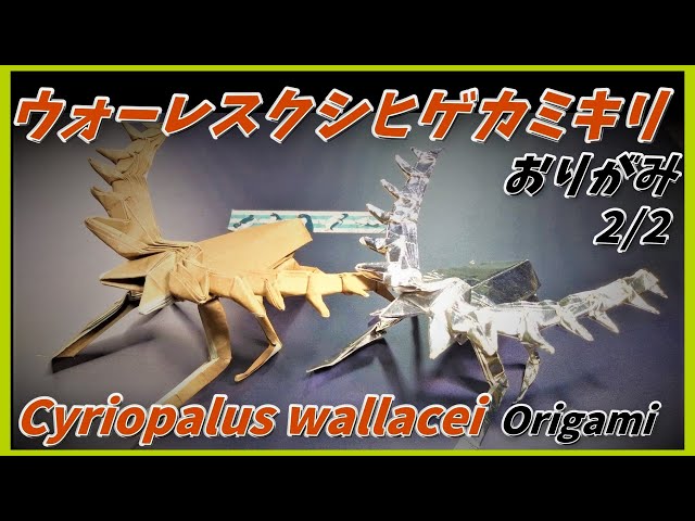 【55mm】シシ神のような角がgoodなウォーレスクシヒゲカミキリ 標本 ハムシ sddefault.jpg