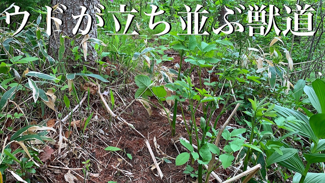 山菜】獣道に沿ってウド天国を発見！ウドの新芽の見つけ方？もご紹介 