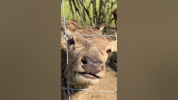 I visited a Deer Farm in England 🦌🏴󠁧󠁢󠁥󠁮󠁧󠁿 #shorts