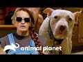 Cadela é abandonada pouco depois de parir filhotes | Pit bulls e condenados | Animal Planet Brasil