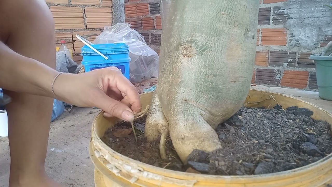 MOSTRANDO A LIMPEZA DE RAIZ NAS GÊMEAS ROSADODESERTO
