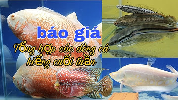 Báo Giá Tổng Hợp Các Dòng Cá Kiểng Cuối Tuần .@CakiengVn