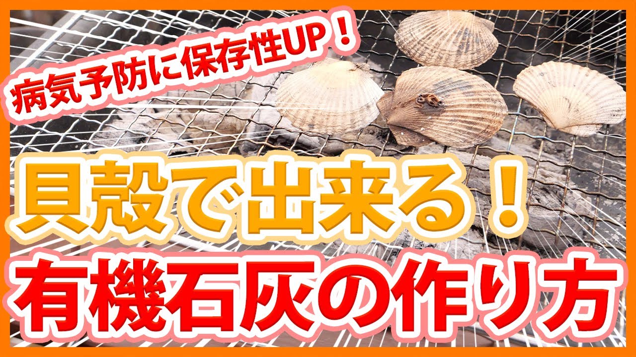 Tips for turning seashells into lime that can be used in vegetable