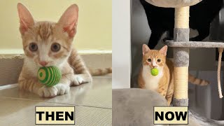 Famous My Cat Still Plays Fetch Just Like a Kitten Even After 6 Years! Wealth
