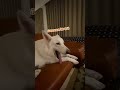 ホワイトシェパードのれお。寝る用意は自分からします。トントンお願いします。#shorts